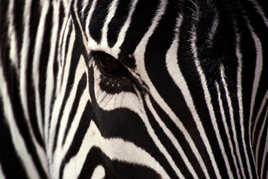 Zebra Wallpapers Widescreen G3Q » WALLPAPERUN.COM