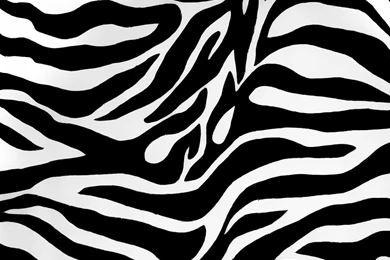 Zebra Abstract Wallpapers Download Free   (