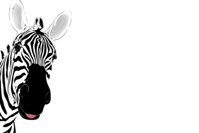 Zebra Wallpapers 16   Best Wallpapers Collection