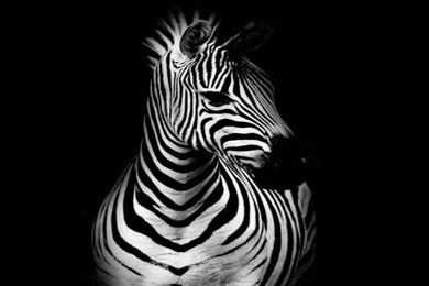 Zebra   (