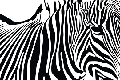 Zebra Wallpapers HD