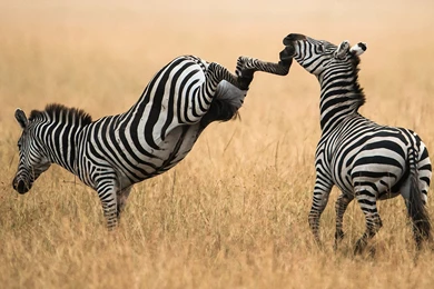 122 Zebra HD Wallpapers