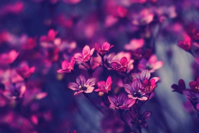 Purple Flower Wallpapers