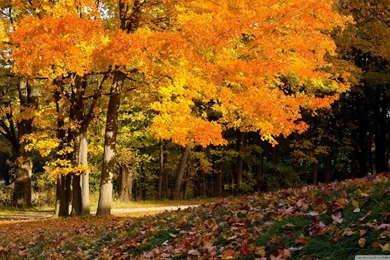 Fall Scene HD Desktop Wallpapers : High Definition : Fullscreen ...