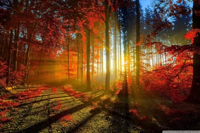 Forest Wallpapers Free 10746   HD Wallpapers Site