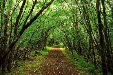 Forest D1W   HD Wallpapers Desktop Backgrounds