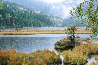 Wallpaper, Forest, Lake, Desktop (