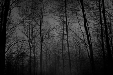DEPRESSIVE FOREST WALLPAPER   (