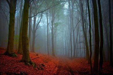 Black Forest HD Wallpapers