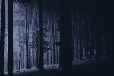 Wallpapers Monday [175] – Black Forest