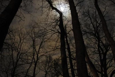 Black Forest Wallpapers   (