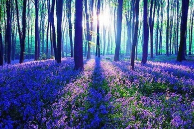 Sunlight Peeking Over Lavender Beauty 1230499 Wallpapers   (