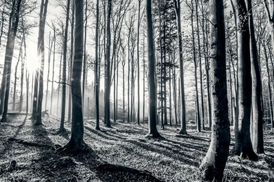 Black And White Forest Wallpapers Murals