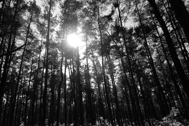 Black Forest, Sunlight, Pictures   HD Wallpapers