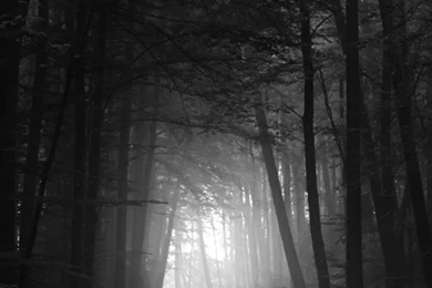 Black And White Dark Forest S4 Wallpapers