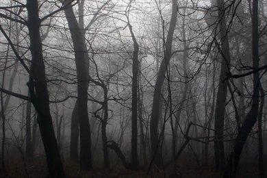 Forest Black And White