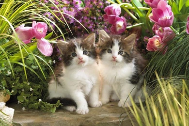 Beautiful Pictures Of Cats Wallpapers HD Fine