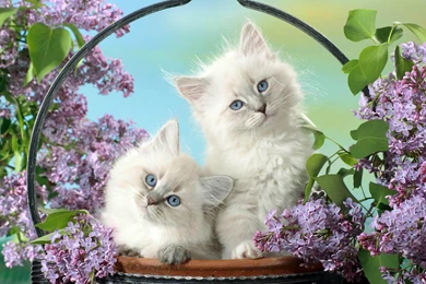 Cute Cat Wallpapers