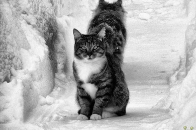 Beautiful Cats Desktop HD Wallpapers – HD Wallpapers Free Download