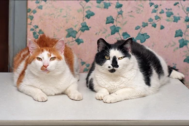 Beautiful Cats (id: 168841) – BUZZERG