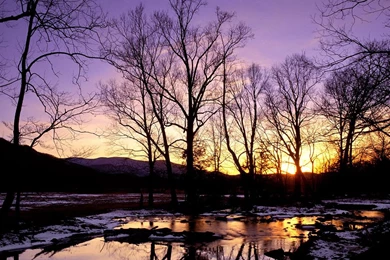 Sunset Forest Wallpapers