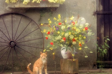 Free HQ Country Kitty Wallpapers   Free HQ Wallpapers