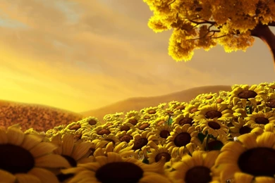 Country Sunflowers Wallpapers And Images   Wallpapers, Pictures ...