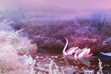 Birds: Late Autumn Romance Grass Birds Lilalc Pink Romantic Brush ...