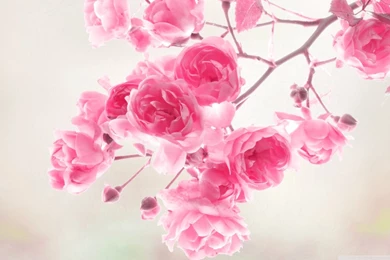 Pretty Pink Wallpapers   All Wallpapers New