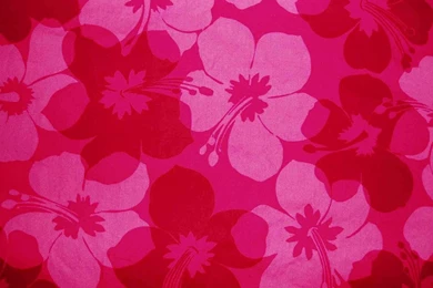 Pretty Pink Flower Desktop