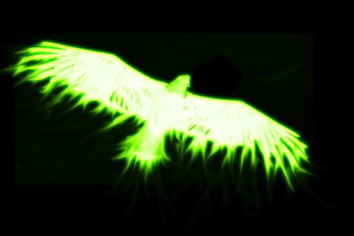 Green Fire Eagle By HyroPyro5707 On DeviantArt