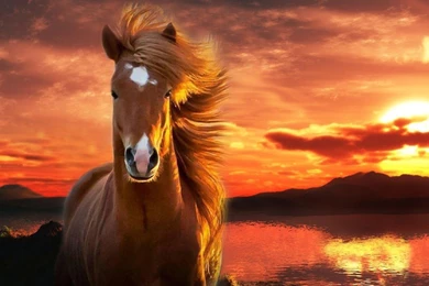 Free Horse Wallpapers   Android Apps On Google Play