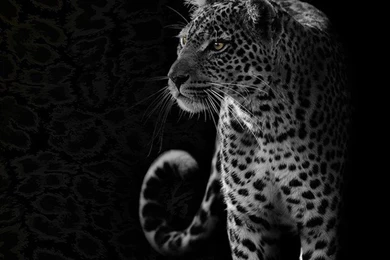 Africa, Animal, Beautiful, Black, Black And White, Cat, Dangerous ...