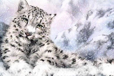 Snow Leopard Wallpapers HD Pictures