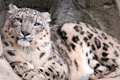2560x1440 Snow Leopard Zoo Wallpapers