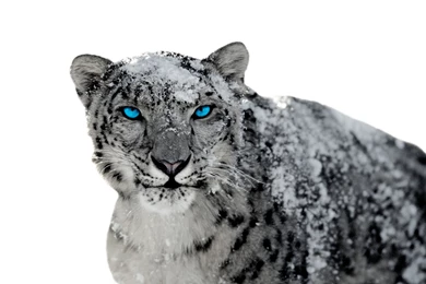 Snow Leopard Digital Wallpapers Attachment 8243 Amazing Wallpaperz