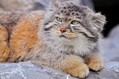 Baby Snow Leopard.jpg