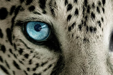 Snow Leopard Blue Eye iPhone 6 Plus HD Wallpapers / IPod Wallpapers ...
