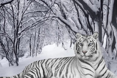 Snow Leopard Wallpapers HD Wallpapers