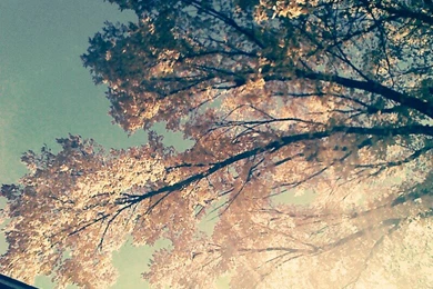 Fall Tree Wallpapers No. 5 Vintage By PeekIntoThePast On DeviantArt