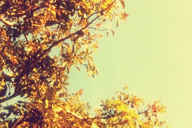 Vintage Wallpapers By Nmpingui On DeviantArt