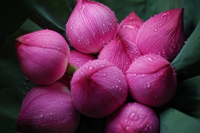 Flowers Wallpapers HD Wallpapers 2096