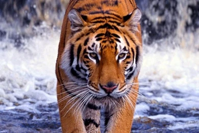 Tiger Mobile Wallpapers   Mobiles Wall