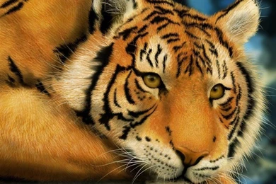 Big Lazy Tiger Ipad Air Wallpapers