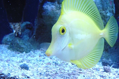 Real Fish Backgrounds, Wallpaper, Real Fish Backgrounds Hd ...