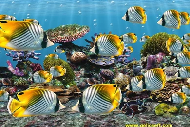 How To Put The Backgrounds On A Fish Tankfish Tank Hd Mitagesroe ...