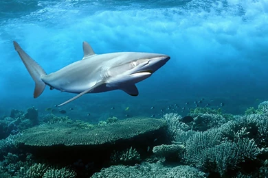 FISH SHARK DESKTOP BACKGROUND WALLPAPER (1080p) HD IMAGE