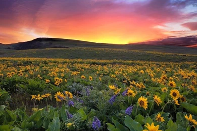 35+ Beautiful Free Flowers Wallpapers HD For Download