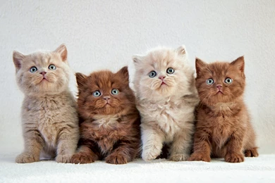 Little_Cute_Cats_Background.jpg?m=1452199051
