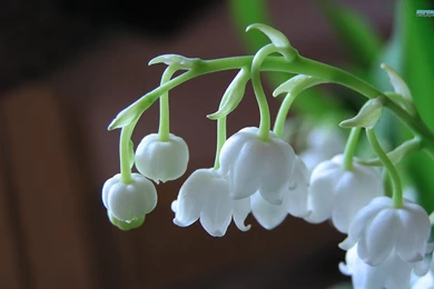 Wallpapers Lily Of The Valley .2 1920x1200